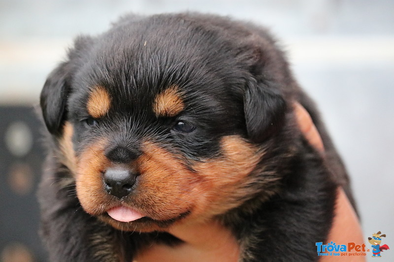 Cuccioli Rottweiler con Pedigree - Foto n. 2