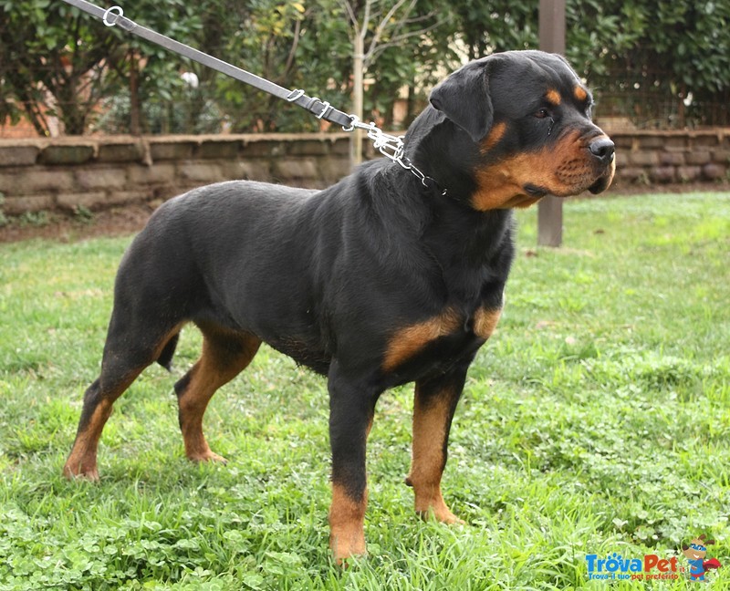 Cuccioli Rottweiler con Pedigree - Foto n. 3