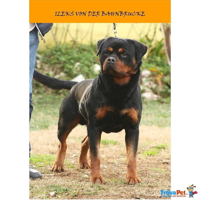 Cuccioli Rottweiler con Pedigree - Foto n. 4