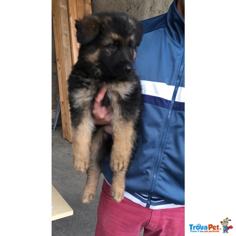 Cuccioli di Pastore Tedesco a pelo Lungo - Foto n. 1