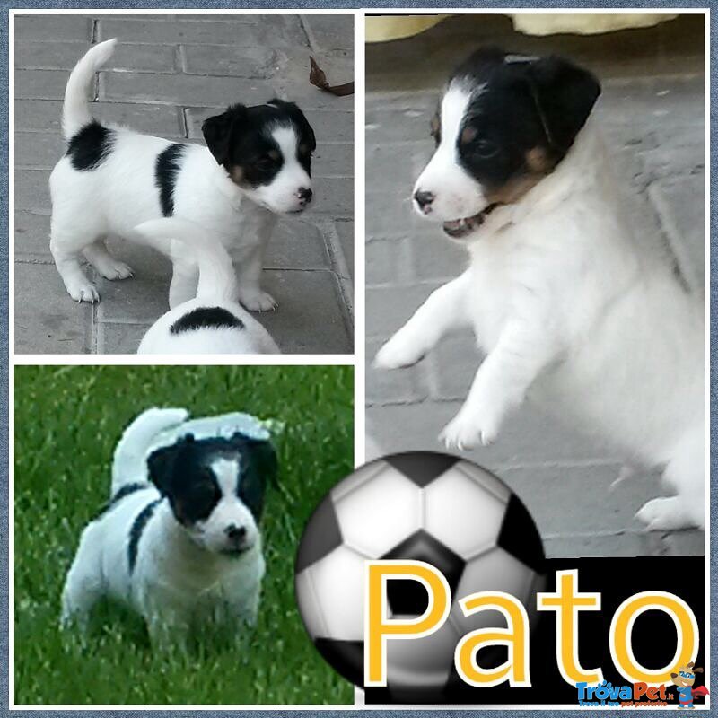 4 Cuccioli Bellissimi e Dolcissimi di jack Russel - Foto n. 3