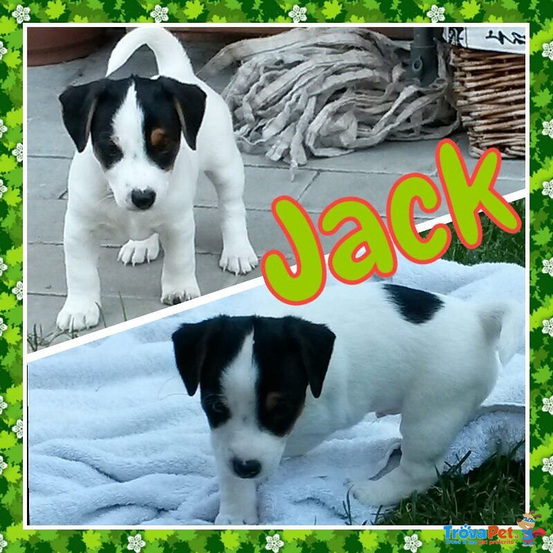 4 Cuccioli Bellissimi e Dolcissimi di jack Russel - Foto n. 4