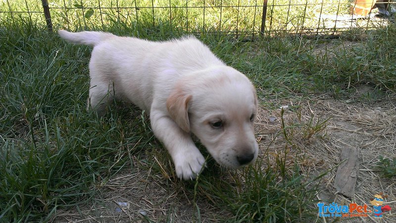 Cuccioli di Labrador - Foto n. 2