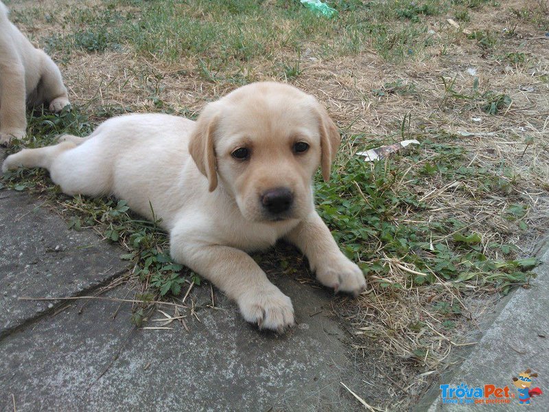 Cuccioli di Labrador - Foto n. 1