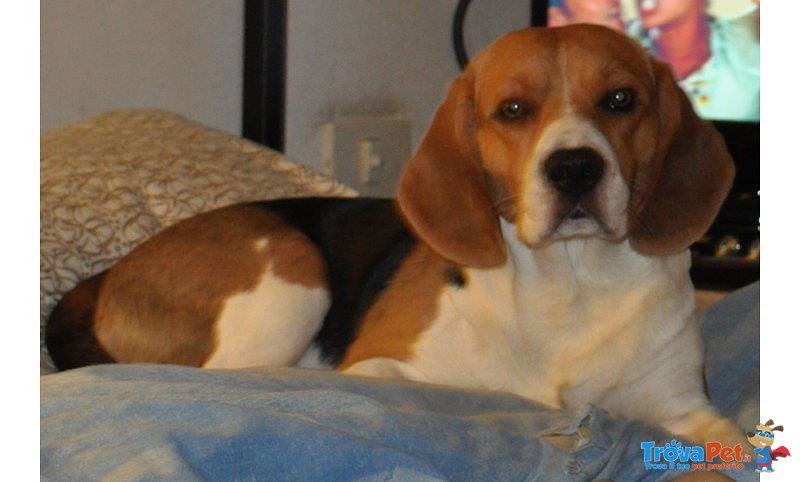 Cuccioli di Beagle - Foto n. 7