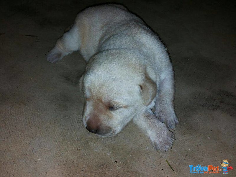 Cuccioli di Labrador - Foto n. 4