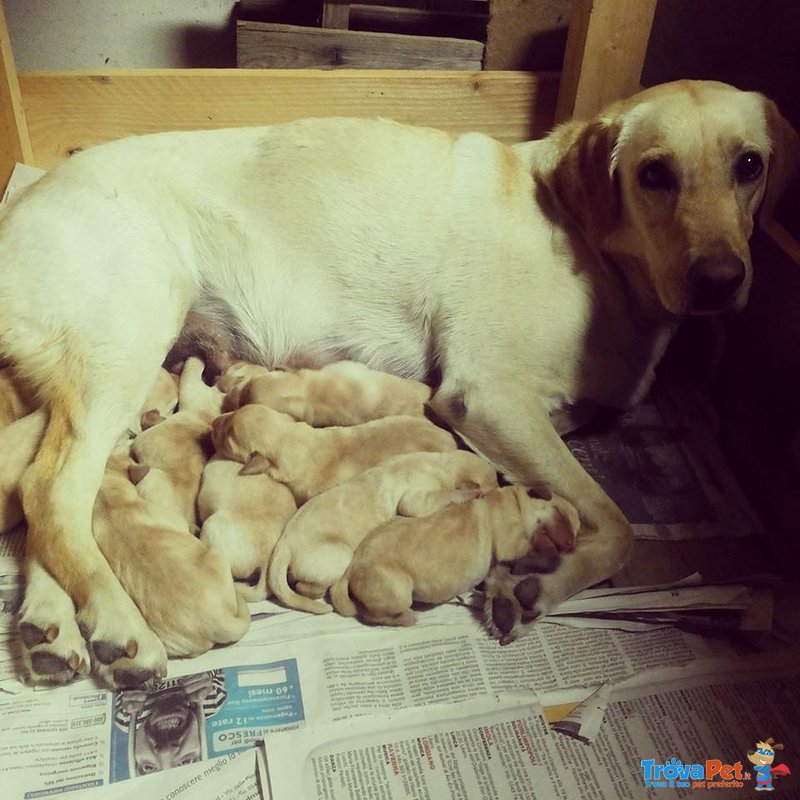 Cuccioli di Labrador - Foto n. 5