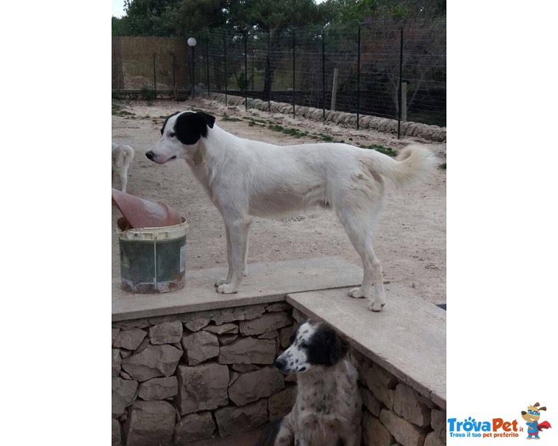 Zancur Cucciolo Buonissimo Cerca Casa - Foto n. 2