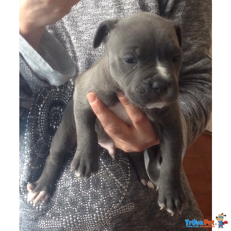 Cuccioli Pitbull blue nose Ukc - Foto n. 1