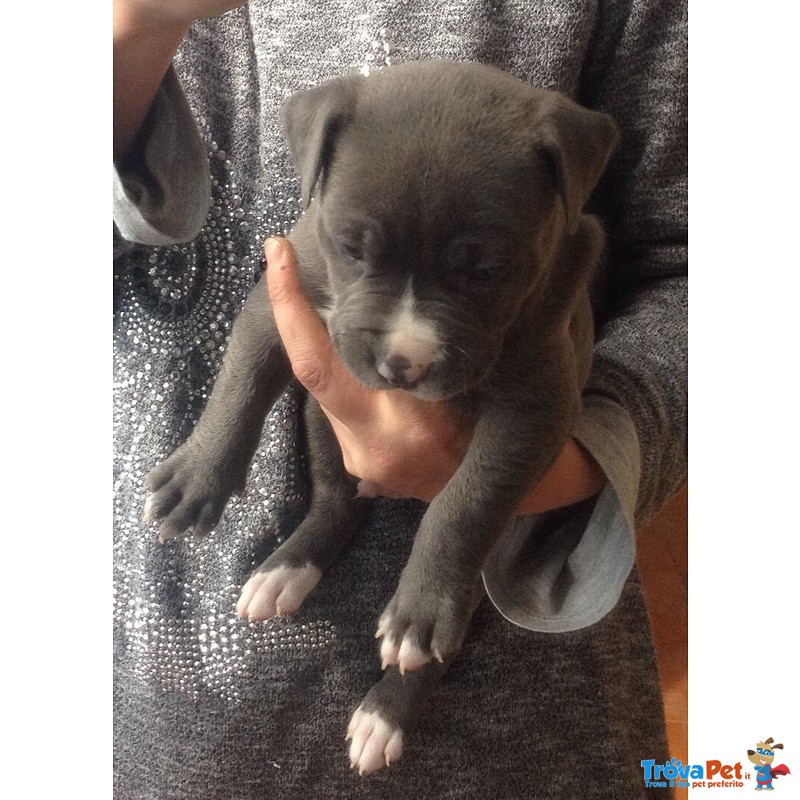 Cuccioli Pitbull blue nose Ukc - Foto n. 2