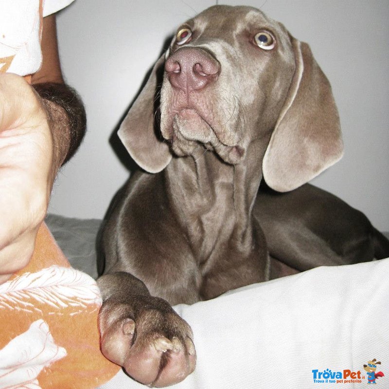 Weimaraner Disponibile per Monte - Foto n. 3