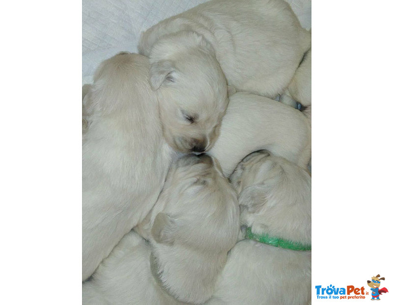 Cuccioli Golden Retriever - Foto n. 2