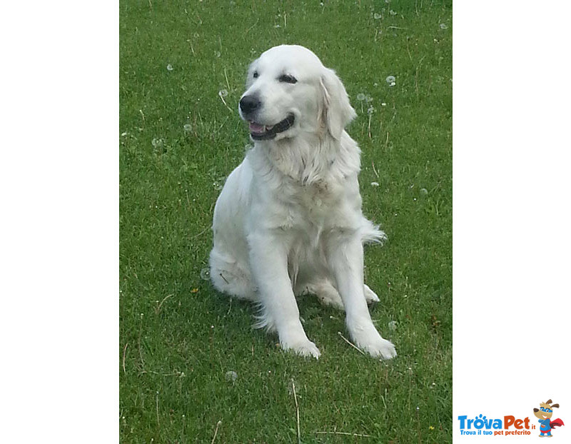 Cuccioli Golden Retriever - Foto n. 5