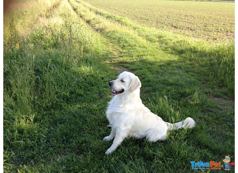 Cuccioli Golden Retriever - Foto n. 6