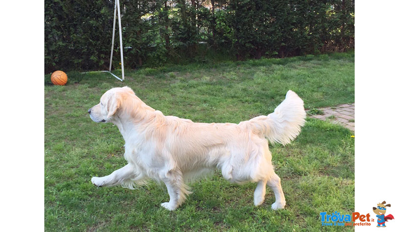 Cuccioli Golden Retriever - Foto n. 7