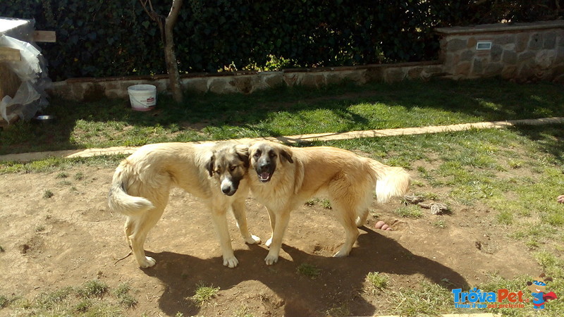 Regalo Cagnoline 1 anno e Mezzo - Foto n. 2