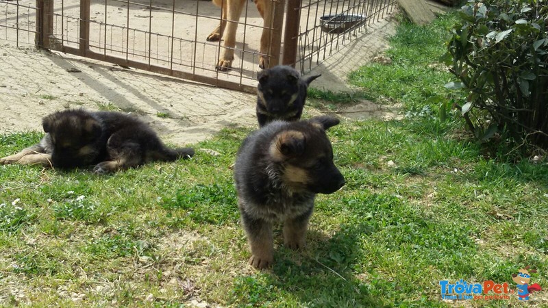 Bellissimi Cuccioli di Pastore Tedesco - Foto n. 1