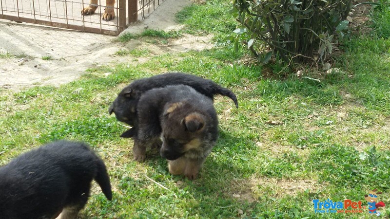 Bellissimi Cuccioli di Pastore Tedesco - Foto n. 2