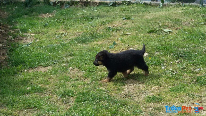 Bellissimi Cuccioli di Pastore Tedesco - Foto n. 3