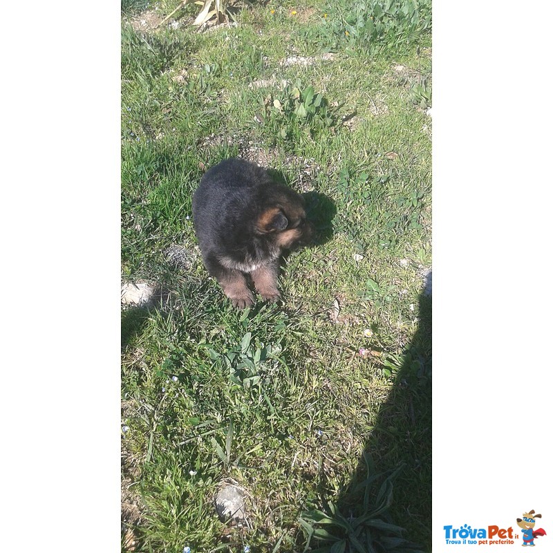 Bellissimi Cuccioli di Pastore Tedesco - Foto n. 4