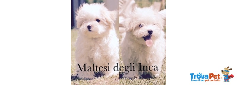 Cuccioli di Maltese con Importante Pedigree Enci - Foto n. 2