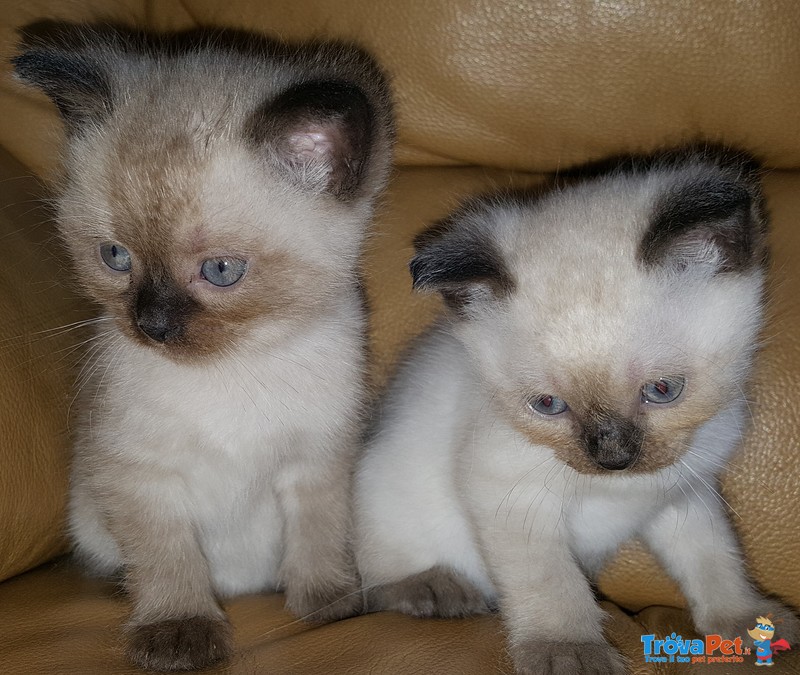 Cuccioli Scottish Straight Color blue Point - Foto n. 1