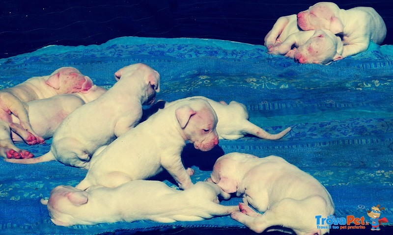 Cuccioli di dogo Argentino con Pedigree - Foto n. 2