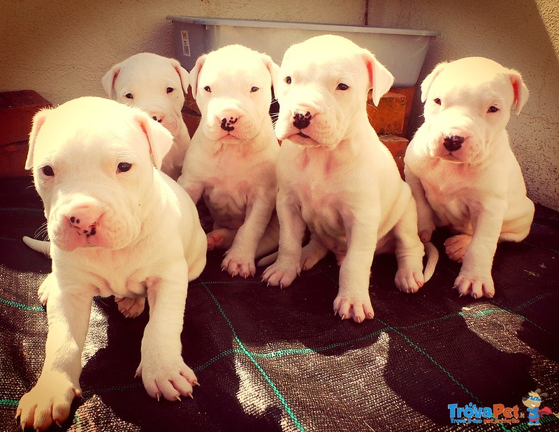 Cuccioli di dogo Argentino con Pedigree - Foto n. 1