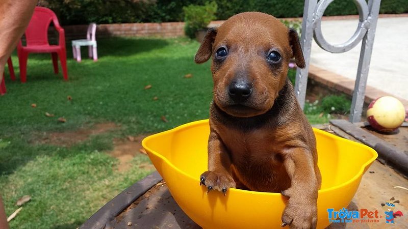 Cuccioli di Pinscher nano Purissimo - Foto n. 3