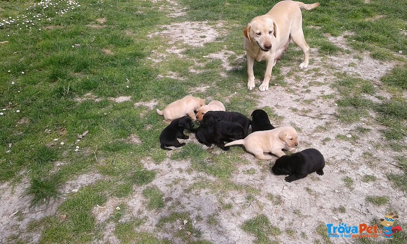 Cuccioli di Labrador neri o Bianchi - Foto n. 3