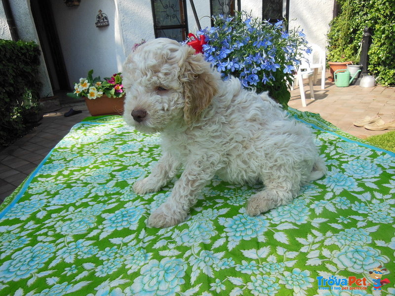 Cuccioli di Lagotto Romagnolo - Foto n. 2