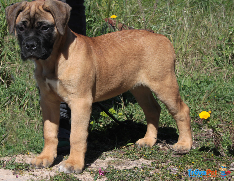 Cuccioli Disponibili Bullmastiff - Foto n. 3