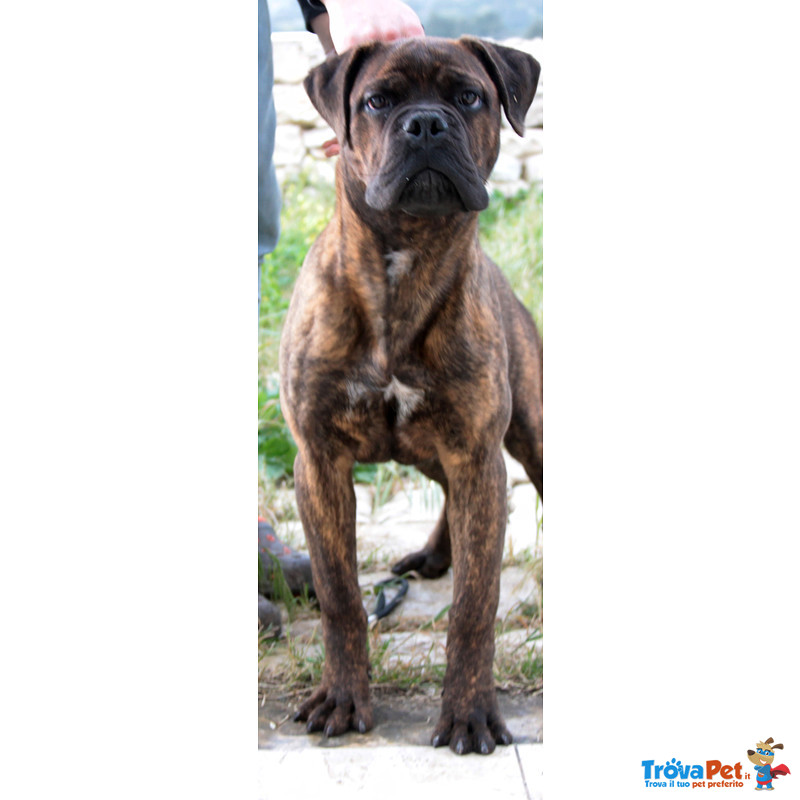 Cuccioli Disponibili Bullmastiff - Foto n. 5