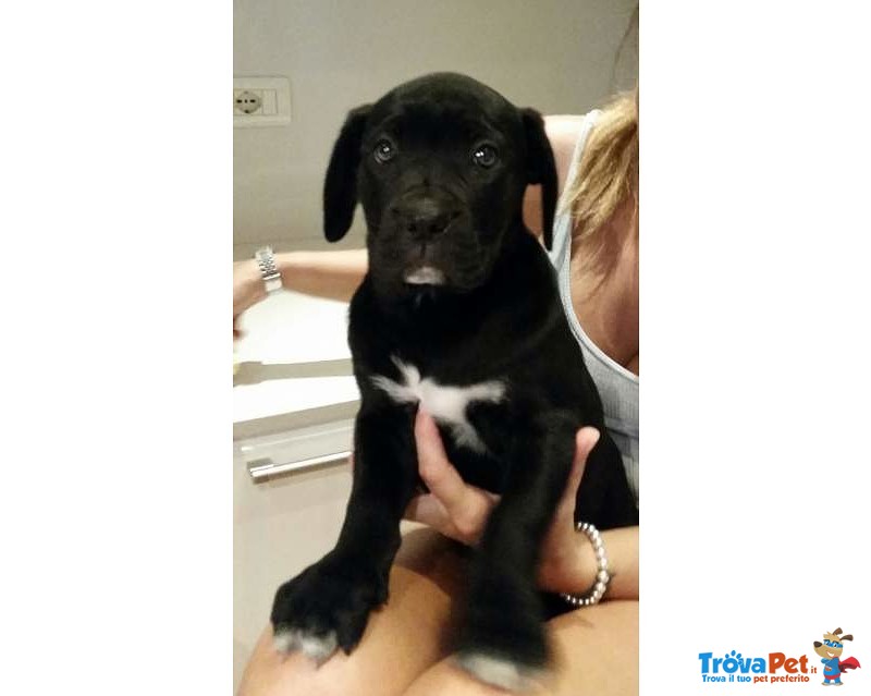 Cane Corso Cuccioli alta Genealogia - Foto n. 1