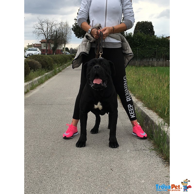 Cane Corso Cuccioli alta Genealogia - Foto n. 3