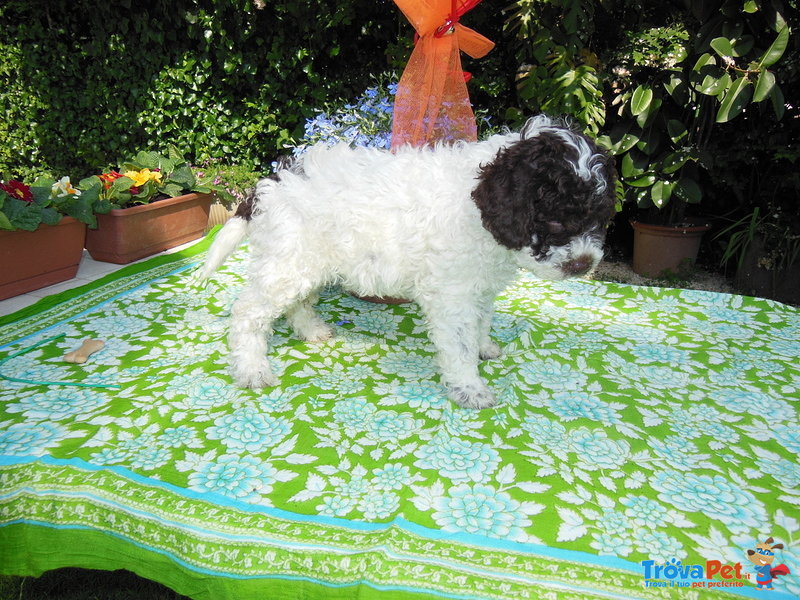 Cuccioli di Lagotto Romagnolo - Foto n. 3