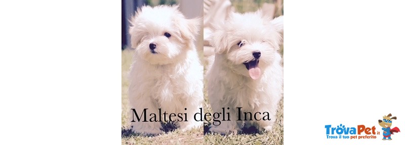 Maschietti di Maltese con Pedigree Taglia Molto Piccola - Foto n. 1