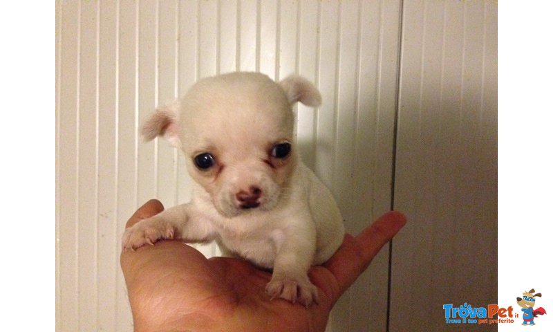 Chihuahua Maschio Bianco - Foto n. 1