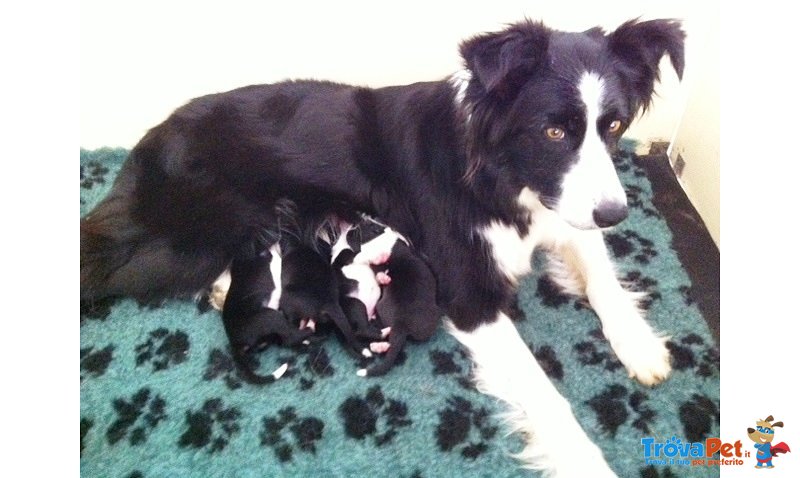 Border Collie - Foto n. 1