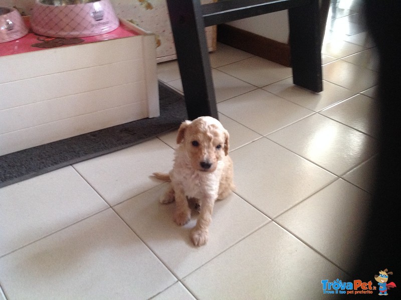 Cucciolata di Barboncini Champagne - Foto n. 1