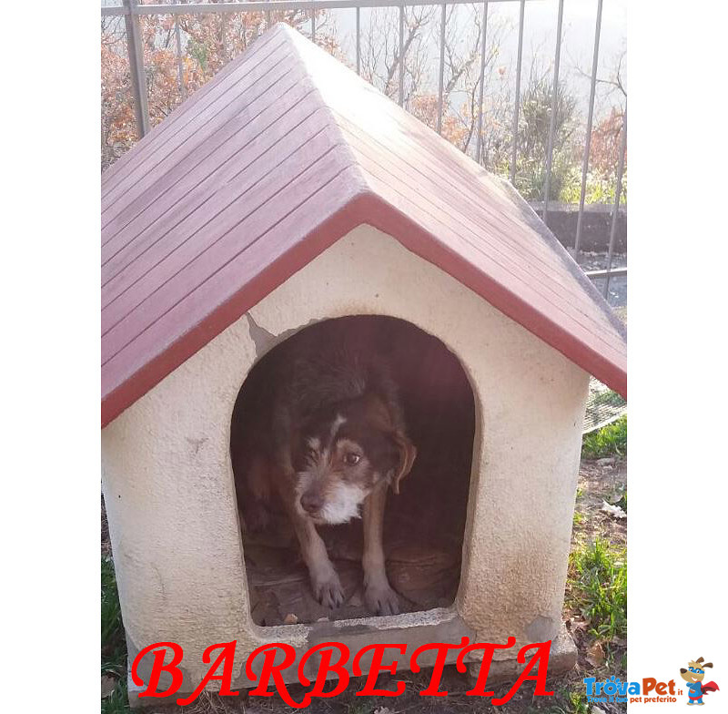 Barbetta Barbetta - Foto n. 1