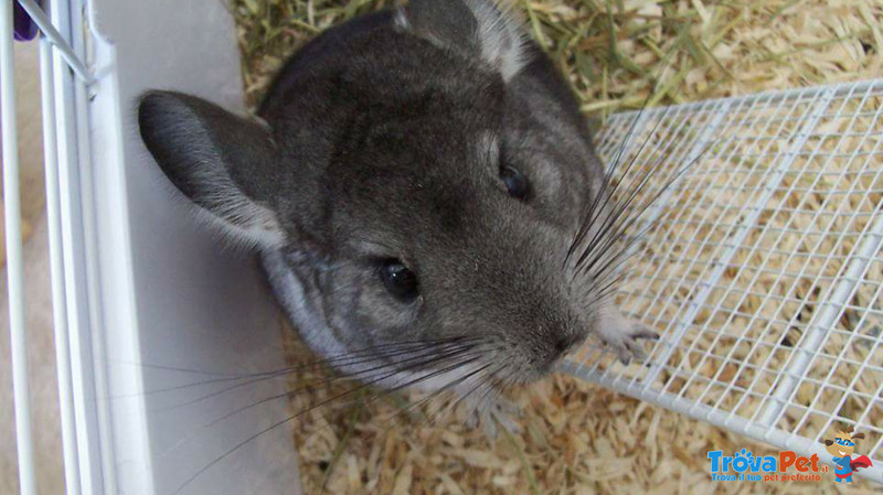 Cuccioli Cincillà Allevati a Mano - Foto n. 2