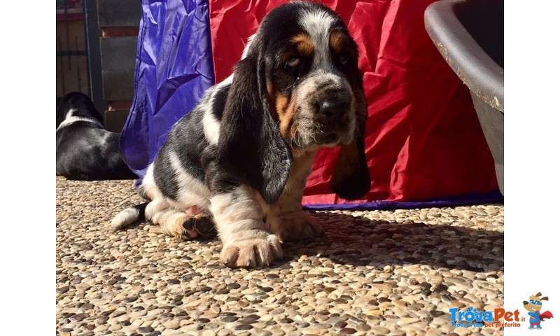 Cuccioli Bassethound - Foto n. 1