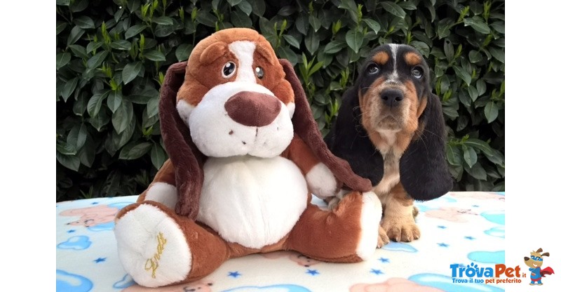 Cuccioli Bassethound - Foto n. 2