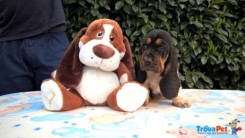 Cuccioli Bassethound - Foto n. 3