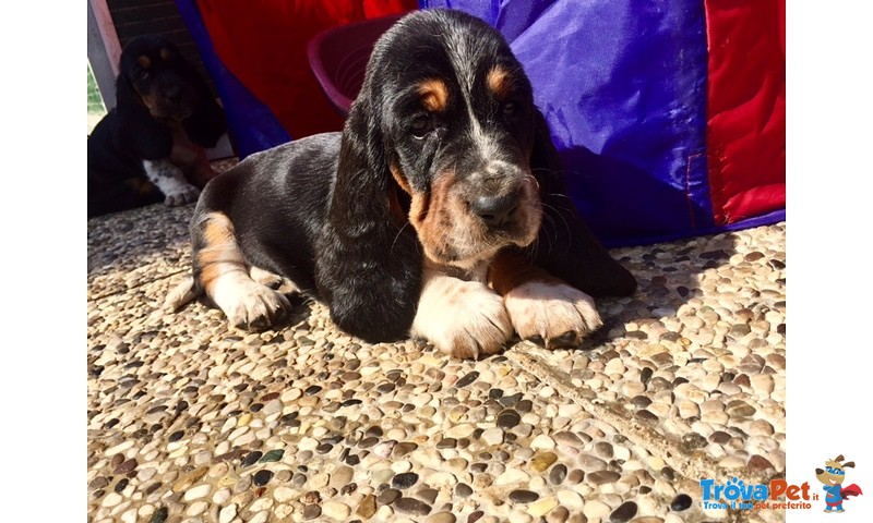 Cuccioli Bassethound - Foto n. 4