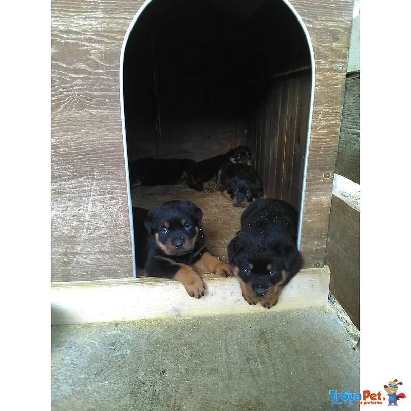 Cuccioli Rottweiler - Foto n. 2