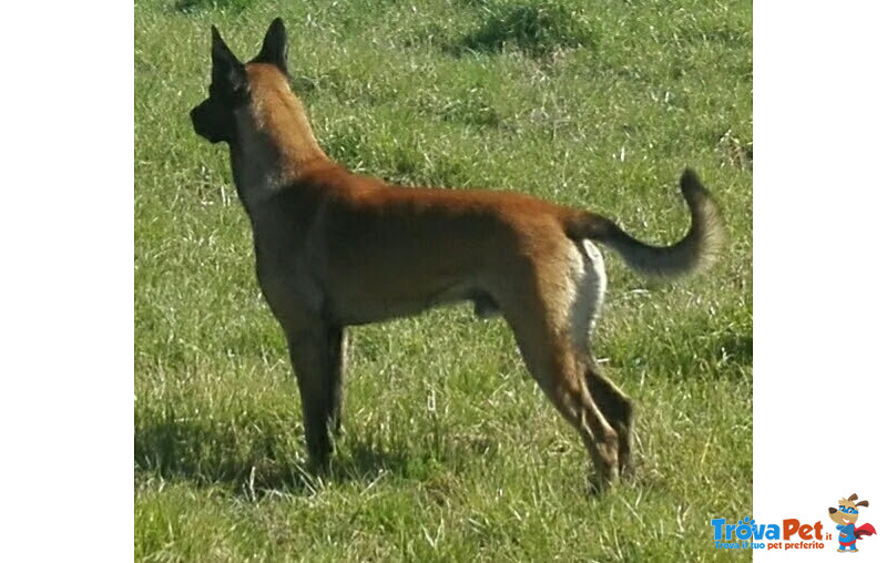 Cuccioli di Pastore Belga Malinois (malin) - Foto n. 3