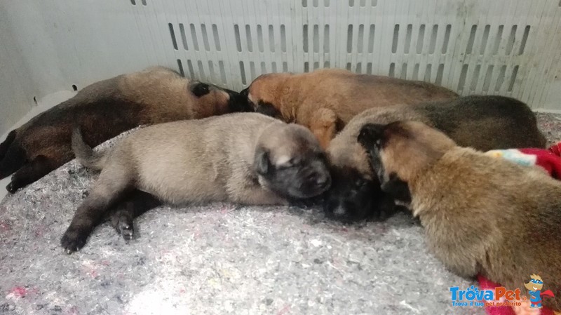 Cuccioli di Pastore Belga Malinois (malin) - Foto n. 4