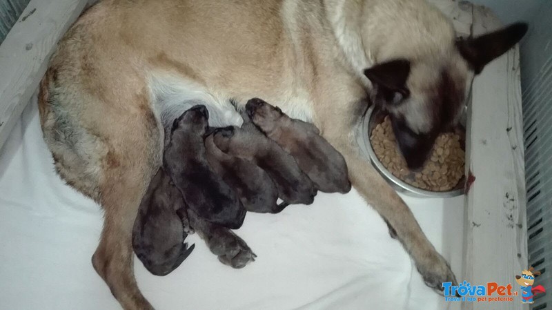 Cuccioli di Pastore Belga Malinois (malin) - Foto n. 5